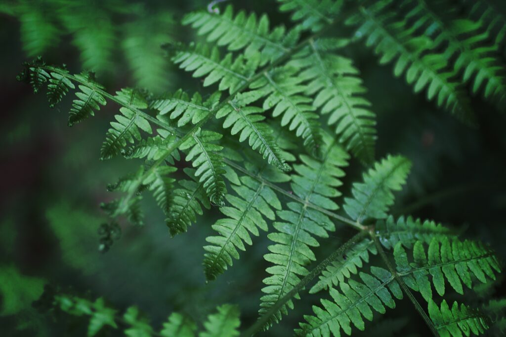 Boston Fern indoor plant