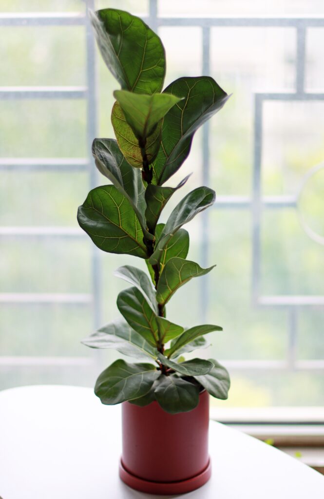 Fiddle Leaf Fig indoor plant