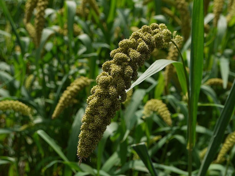 Japanese Foxtail millet