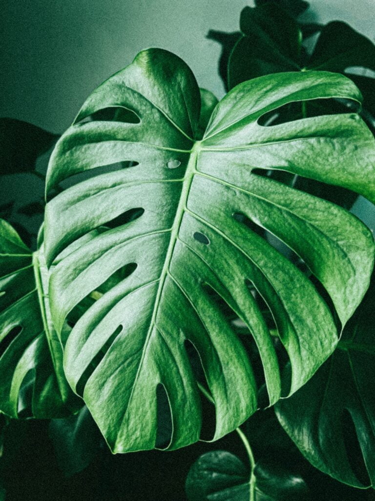 Lush Monstera Indoor Plant