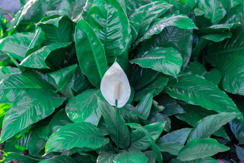 Peace Lily indoor plant