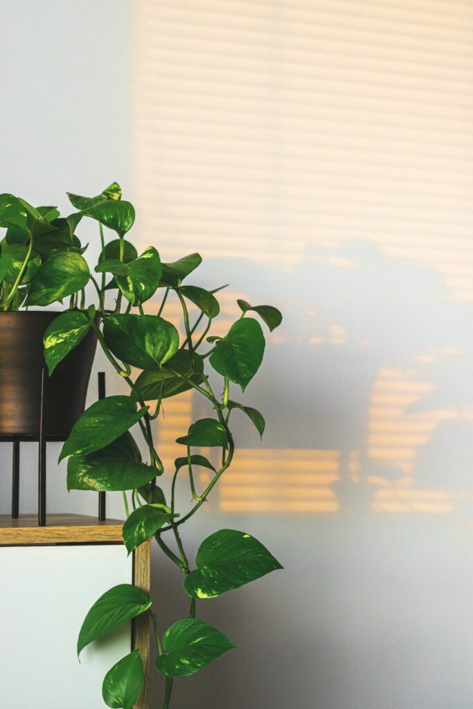 Pothos indoor plant