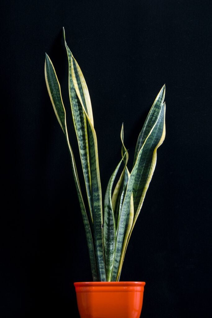 Snake indoor plant