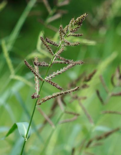 barnyard millet