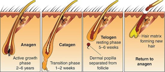 hair fall solution