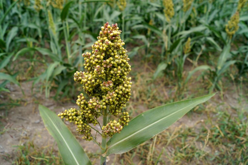 millet grain