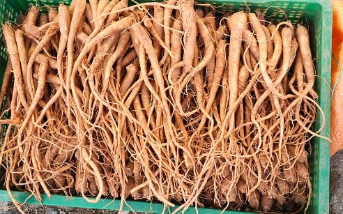 Female Ginseng