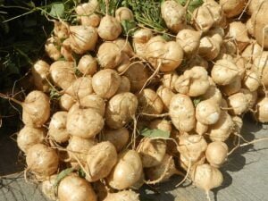 Maca Root: