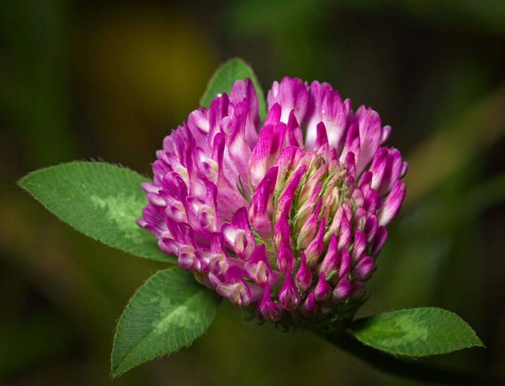 Red Clover