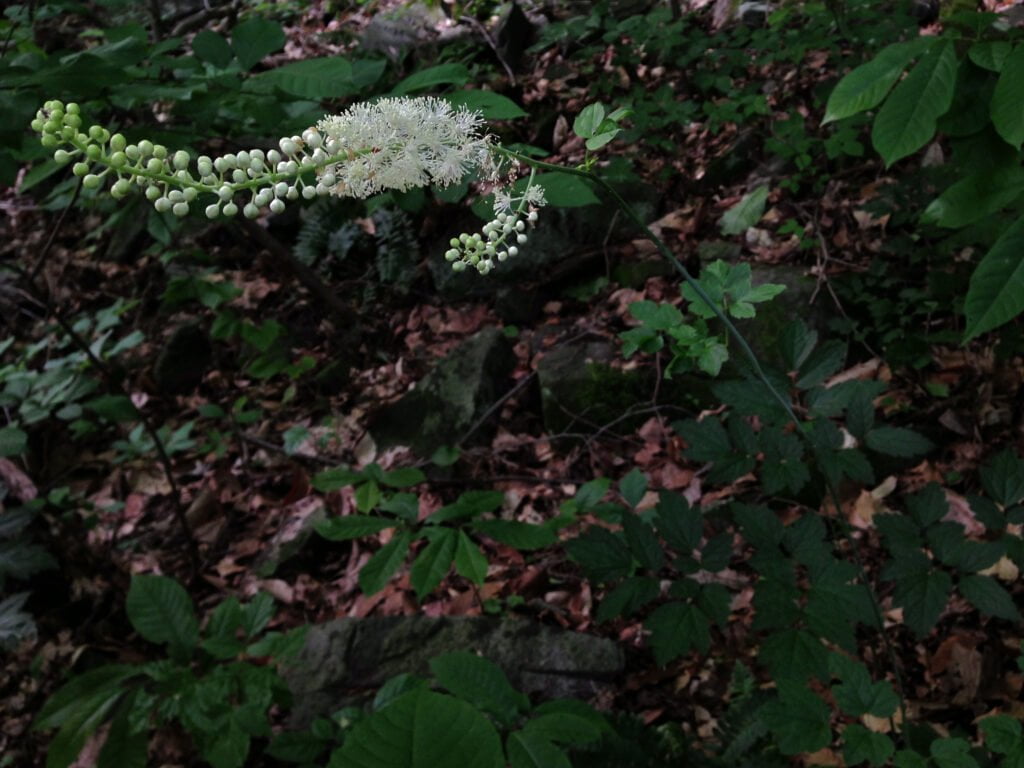 black cohosh for menopause