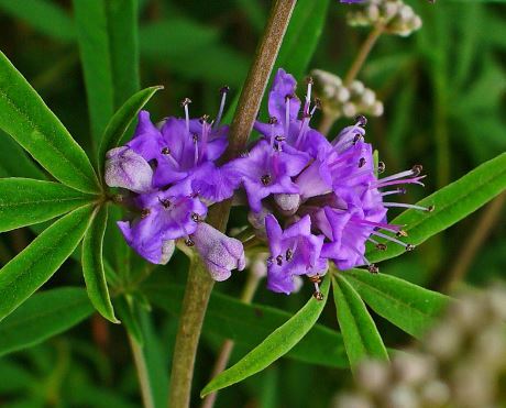 chesteberry vitex